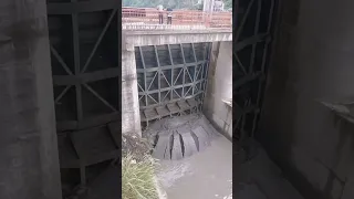 عند فتح بوابات السدود يخرج السماد الطبيعي Shorts Amazing Binmassad 