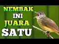 Download Lagu CUCAK JENGGOT , MASTERAN CUCAK JENGGOT FULL BESETAN KASAR DAN TAJAM, CUCAK JENGGOT NGAMUK