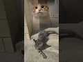 Download Lagu I've been up all night like a kitten #cat #catshorts #funny #kitten #meme #catlovers
