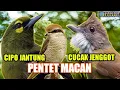Download Lagu cipoh jantung | pentet macan | cucak jenggot