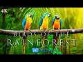 Download Lagu (4K) Breathtaking Colorful Birds of the Rainforest - 1HR Wildlife Nature Film + Jungle Sounds in UHD