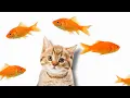 Download Lagu Cat Games | Ikan Bergerak Mainan Kucing | Ikan Untuk Kucing