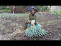 TANAM, RAWAT \u0026 PANEN DAUN BAWANG! CERITA USAHA BERKEBUN SAYUR MASYARAKAT TANI KALIMANTAN UTARA