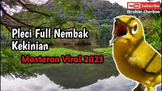 Download Pleci Tembakan Kekinian||Masteran Pleci Viral 2023 MP3