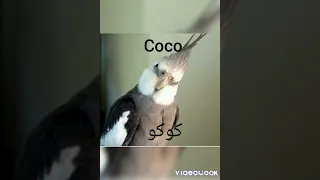 اسماء عصافير جميلة 