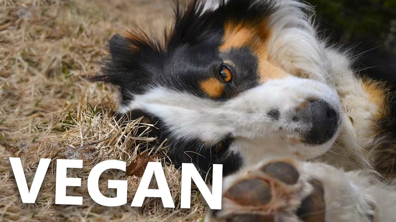 Meet My Vegan Dog   Vegan For 8 Years