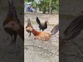 Download Lagu #ayam #kakiayam #ayamkateindonesia #ayambangkok #ayamalas #chicken #ayamjalu #ayamtermahal#ayamaseel