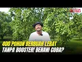 Download Lagu Rahasia Alpukat Subur \u0026 Berbuah Lebat Tanpa Booster, Hanya Perawatan Rutin!