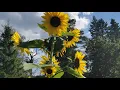 Download Lagu Door weer en wind || Permacultuur in Zweden VLOG 206