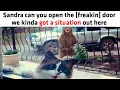Lagu Animals Being Awkward and It’s Absolutely Hilarious