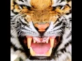 Download Lagu Tiger Roar Sounds Effect