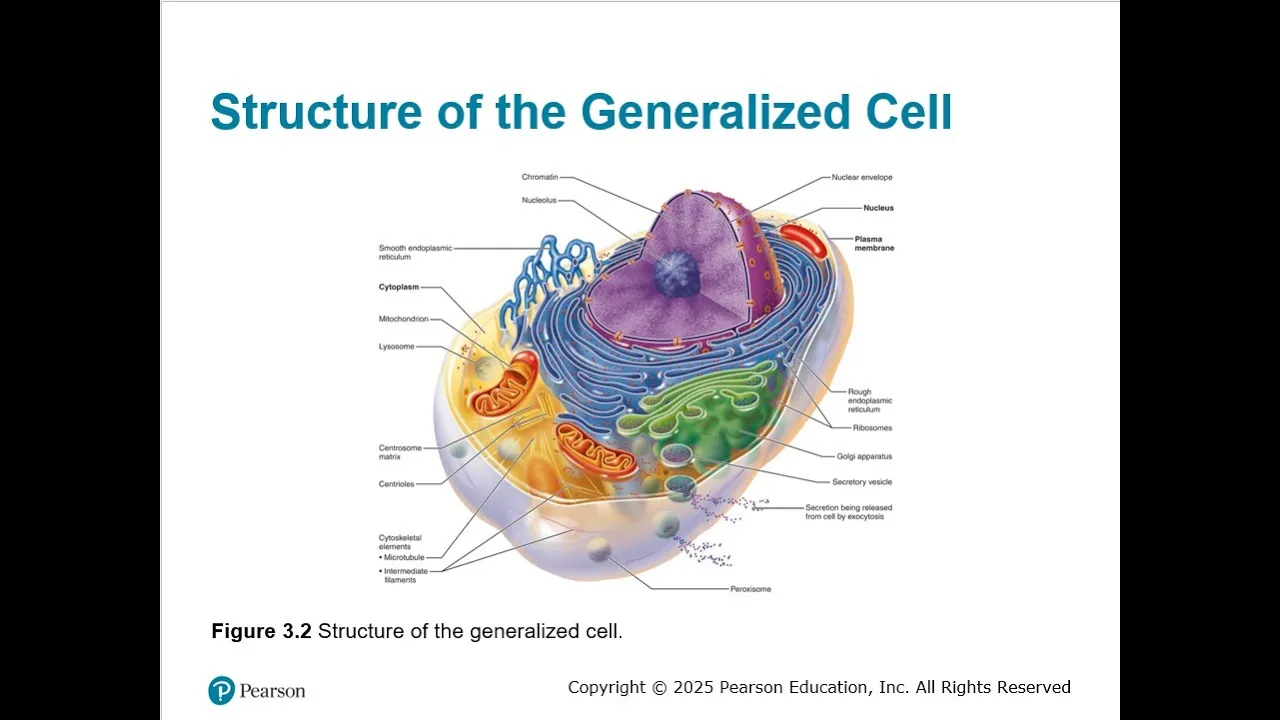 Chapter 03 Cells The Living Units Part 02