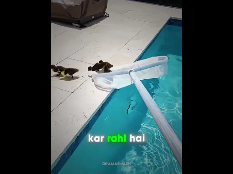 This girl helped these ducklings ♥️