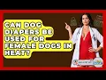 Can Dog Diapers Be Used For Female Dogs In Heat - Ask A Pet Vet
