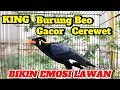 Download Lagu KING BURUNG BEO GACOR \u0026 CEREWET‼️