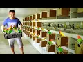 Download Lagu My 100 Pairs of African Lovebird Breeders -  Discover my DIY HANDFEED formula for baby birds!