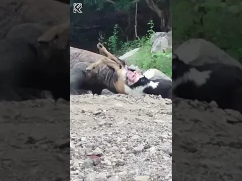 This Is What Komodo Dragons Actually Eat #predator #wildlife