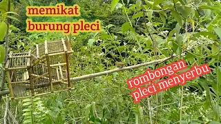 Download Memikat Burung Pleci Pakai Sangkar Pikat Pintu Jebakan Depan.. MP3