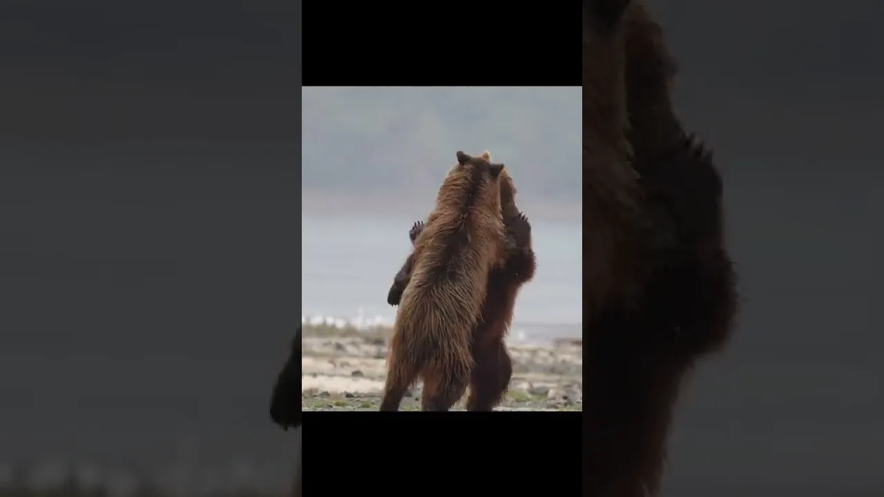 #shorts Amazing Coastal Brown Bears - Katmai National Park and Preserve
