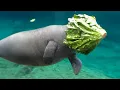 You Can’t Stop Laughing at These Comedian Ocean Animals 😂 Funniest Animals Video Ever!