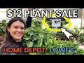 HUGE HANGING BASKET SALE 12 AT HOME DEPOT Big Box Plant Shopping - Lowe s Finds Home Depot Finds