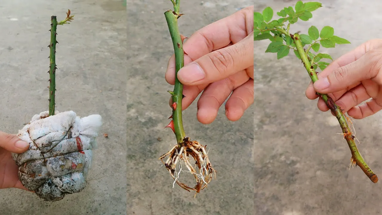 New idea | How to grow roses from cuttings in baby diapers