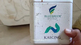 blue green kascing probiotik untuk sistem bio flok green water mau pun rws