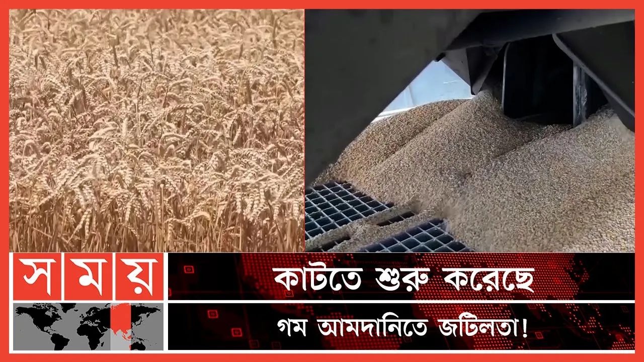 দেড় মাসের মধ্যেই দেশে পৌঁছাবে রাশিয়ার গম: খাদ্য মন্ত্রণালয় | Wheat Import In Russia | Somoy TV