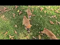Boggles Beagle Boxer