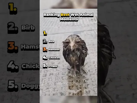 Ranking Best Wet Animal Moments #shorts