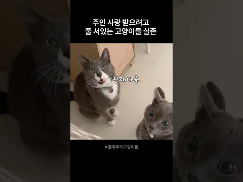 무릎냥 하겠다고 줄서있는 고양이들