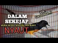 Lagu MURAI BATU GACOR Ampuh buat PANCINGAN MURAI biar lawan EMOSI jadi Bunyi NYAUT BONGKAR MATERI ISIAN 