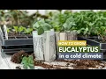 How to Grow Eucalyptus in a Cold Climate