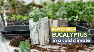 Download How to Grow Eucalyptus in a Cold Climate MP3