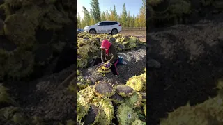 زراعة حب دوار الشمس 