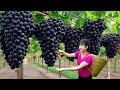 Download Lagu How to Harvest Giant Hybrid Wild Grapes for Sale \u0026 Make Traditional Grape Wine in the Village