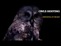 Download Lagu Different Owls hooting at Night video. 9 Hours of Owls Sounds \