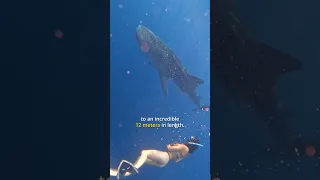 Biggest FISH in the WORLD.. (would YOU swim with it?!) #fish #sailing