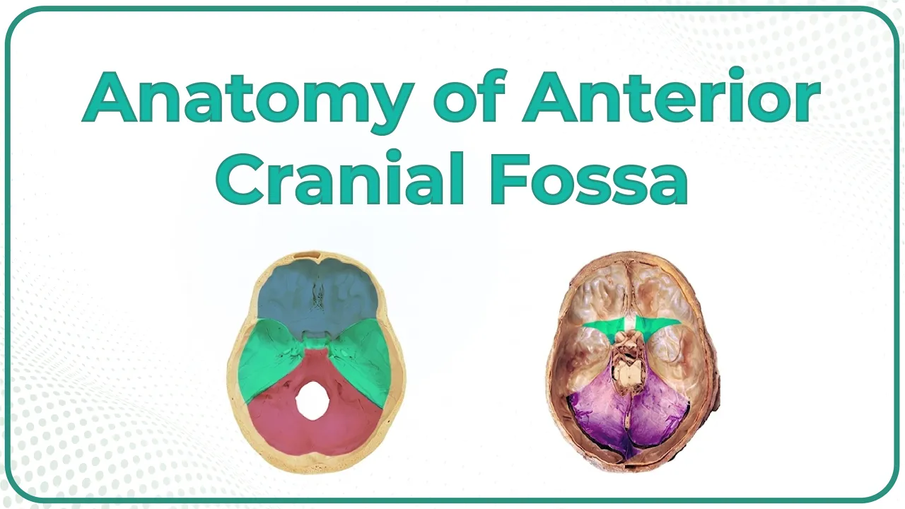 Anatomy of Anterior cranial Fossa : MBBS 1st Year