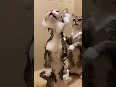 😾🚿😸  #cat  #cats  #catlovers  #aicat