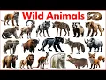 Download Lagu Wilde dieren voor kinderen | Leer 50 namen van wilde dieren in het Engels | #dieren #wildanimalsf...