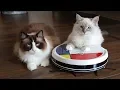 Ragdoll Cats vs VANiGO Robot Vacuum Cleaner funny