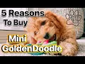 TOP 5 REASONS WHY YOU SHOULD BUY A MINI GOLDENDOODLE
