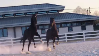Best Wild Horses Mare Compilation of some Wild Horse Fights Video #3198
