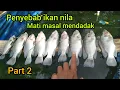 Lagu ikan nila mati masal mendadak!! Ini penyebab nya