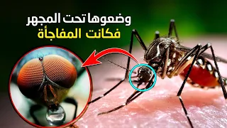 وضوعوها تحت المجهر فظهرت المعجزة كشف سر البعوضة ولماذا لم تنقرض رغم ضعفها الي الآن 