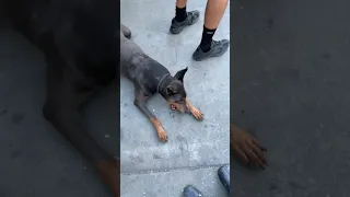 Daily life with a Doberman.. #fyp #dream #doberman #pets #youtube