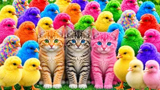 Tangkap Ayam Lucu, ayam warna warni, ayam rainbow, kelinci lucu, bebek lucu, ikan koi, Hewan Lucu