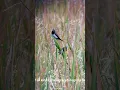 Download Lagu MENGAMATI BURUNG PIPIT DIANTARA RIMBUNNYA PADI #birds #birdsong #burung #nature #sawah #birdsounds