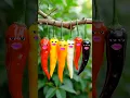 Download Lagu alifun baa arabic song original video alifun baa arabic song#alifunbaa #islamicquotes